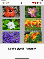 Çiçekler: bitkileri tanımlayın ipad resimleri 2