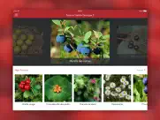 baies et herbes sauvages 2 pro iPad Captures Décran 1
