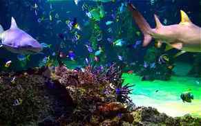 aquarium live hd screensaver iphone resimleri 4