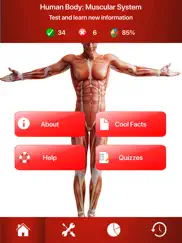 human muscular system trivia ipad images 1