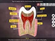 incredible human teeth ipad images 3