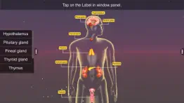 endocrine system iphone images 2