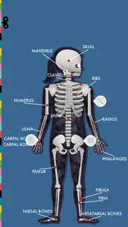the human body by tinybop iphone images 3