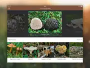champignons pro iPad Captures Décran 1