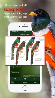 all birds colombia field guide iphone images 3