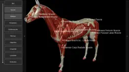 3d horse anatomy software iphone bildschirmfoto 2
