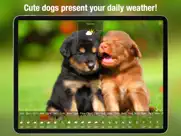 dog days weather live ipad images 2