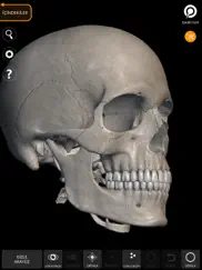 skeleton 3d anatomy ipad resimleri 3