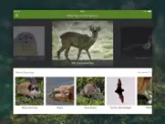 wilde tiere und spuren pro iPad Captures Décran 1