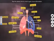 respiratory system physiology ipad images 2