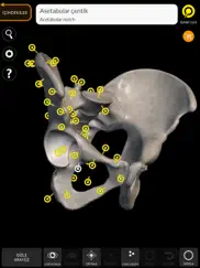 skeleton 3d anatomy ipad resimleri 2