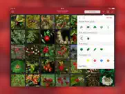 wild berries and herbs lite ipad capturas de pantalla 2
