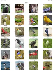 animal sounds & bird noises` ipad images 4