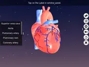 sections of human heart ipad images 3