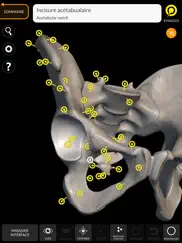 squelette anatomie 3d iPad Captures Décran 2