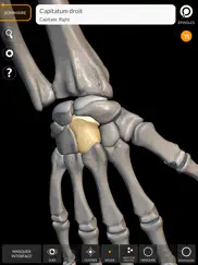 squelette anatomie 3d iPad Captures Décran 4