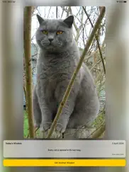cat wisdom - cat lovers app ipad resimleri 1
